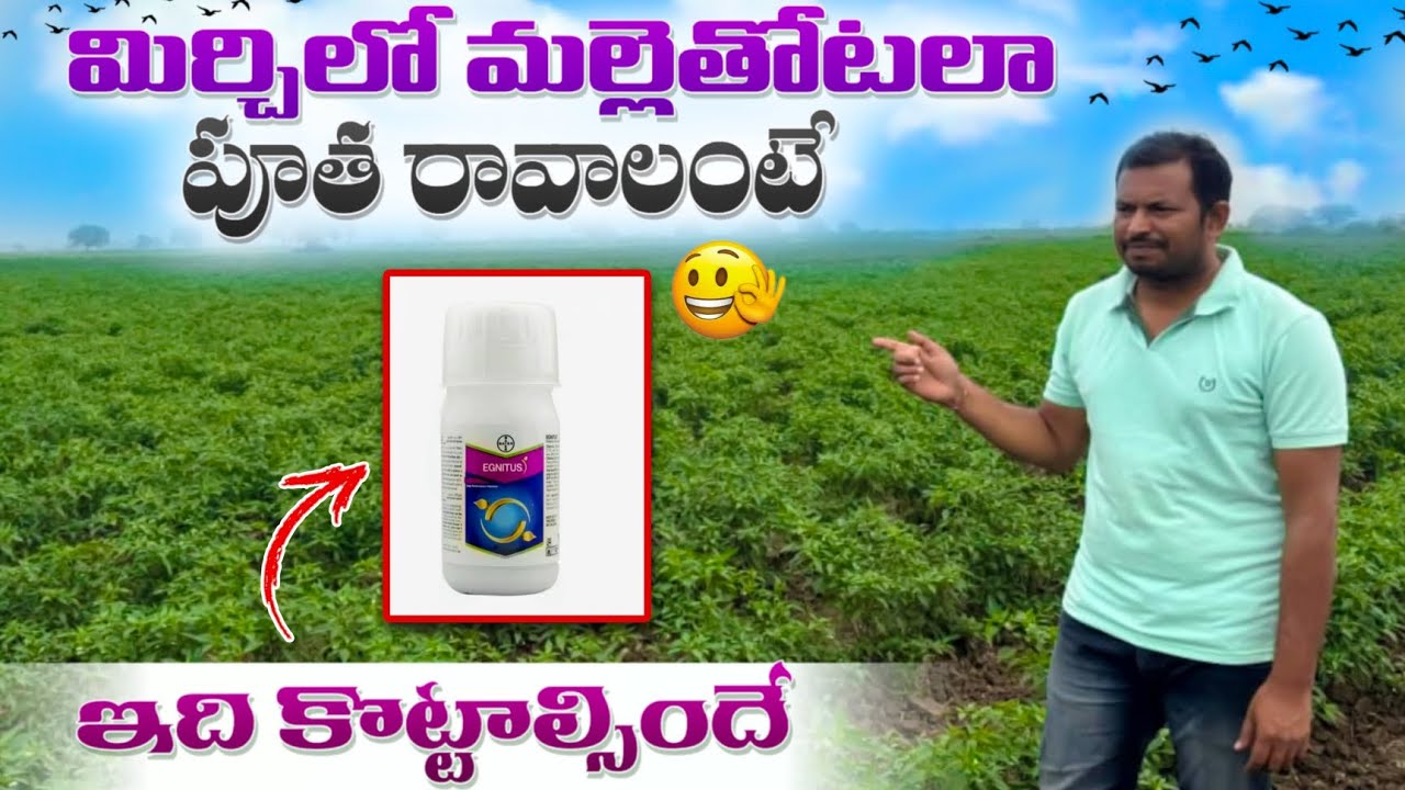 మిర్చి రైతులకు వరప్రసాదం!మల్లెతోటలా పూత.దిగుబడి డబుల్ అవ్వడం ఖాయం 