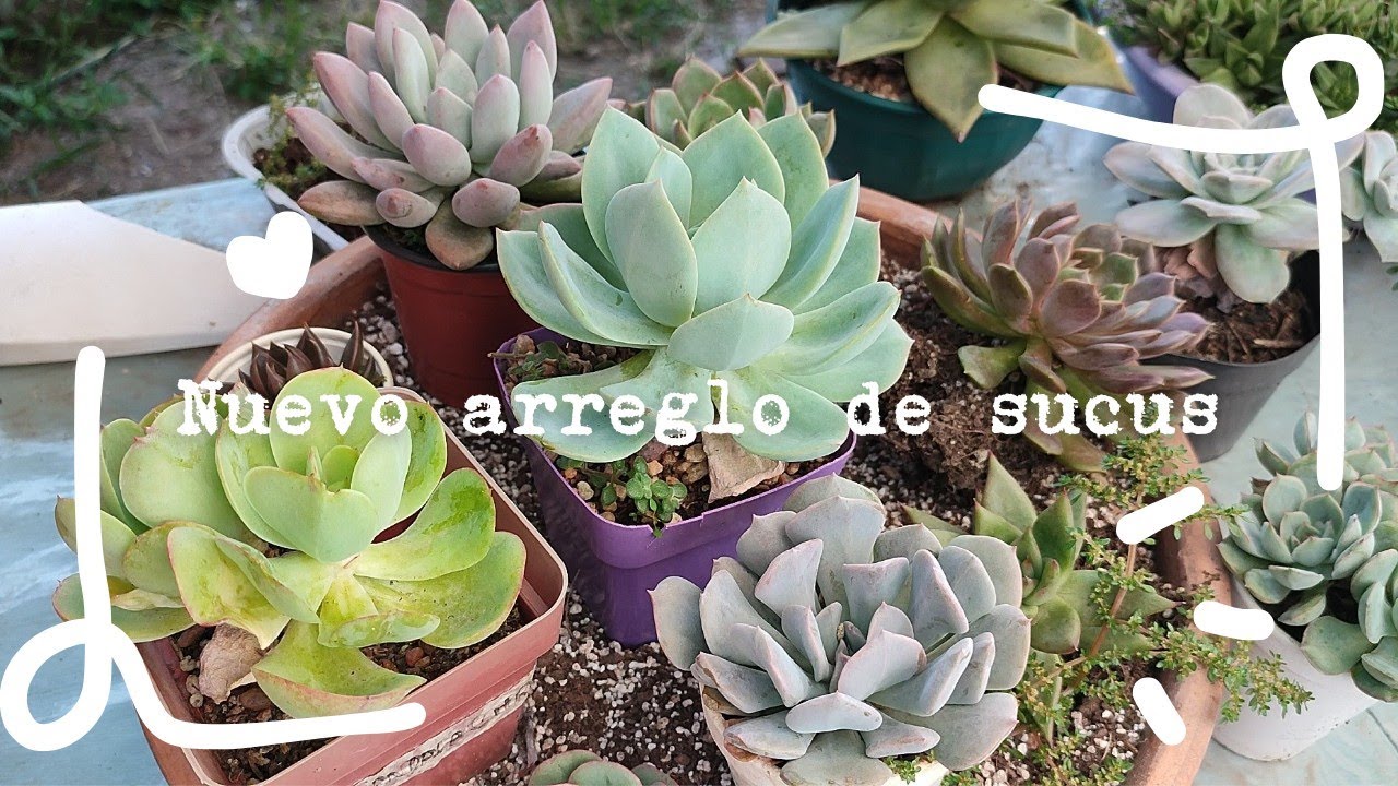 Nuevo arreglo de sucus | Corazón de Cactus