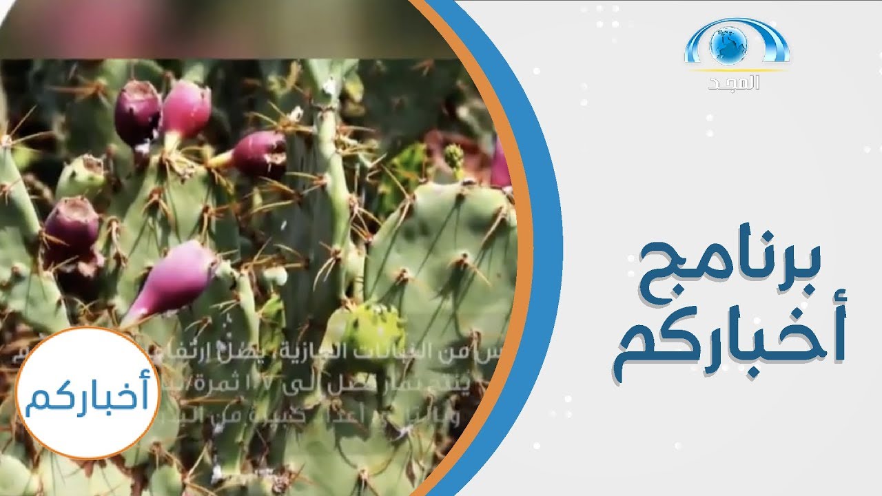 السيطرة على نبات التين الشوكي بجازان | برنامج أخباركم