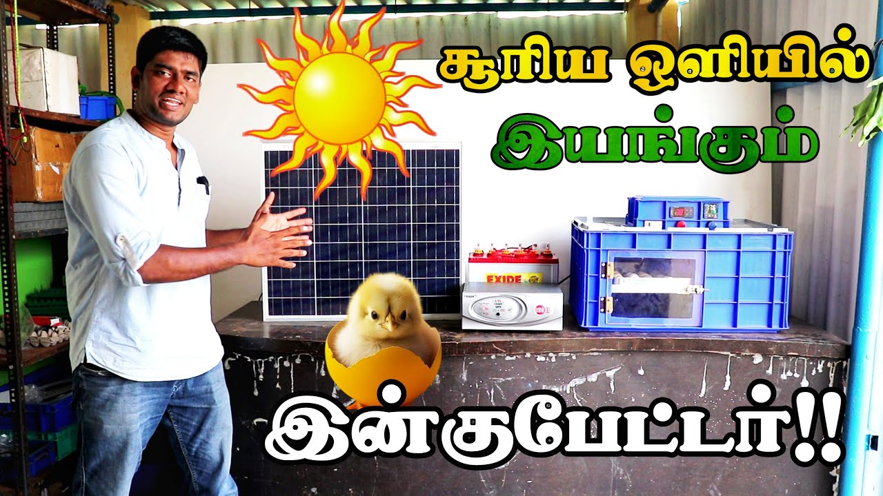 சோலார்ல கோழி குஞ்சு பொறிக்குதா! | Solar Hen Incubator