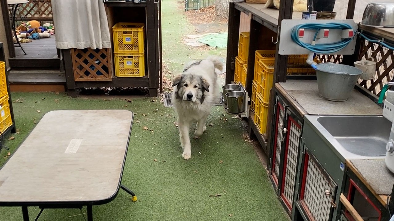 【ルンルンの裏庭】メインチャンネルで使わなかったシーン