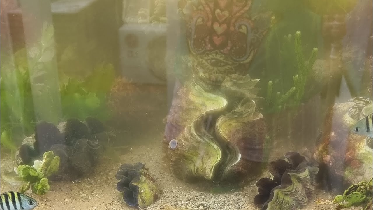 Desova de Tridacnas no refúgio/ aquário de macro-algas.