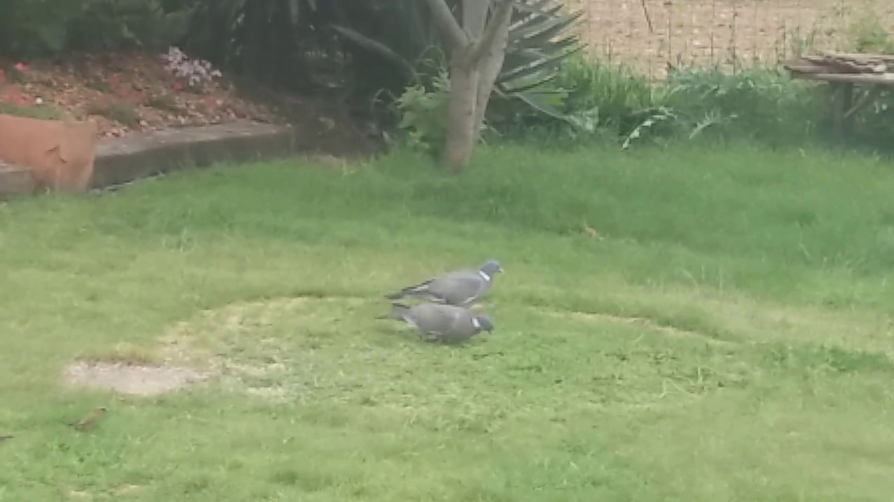 Le repas d'un couple de pigeon ramier .