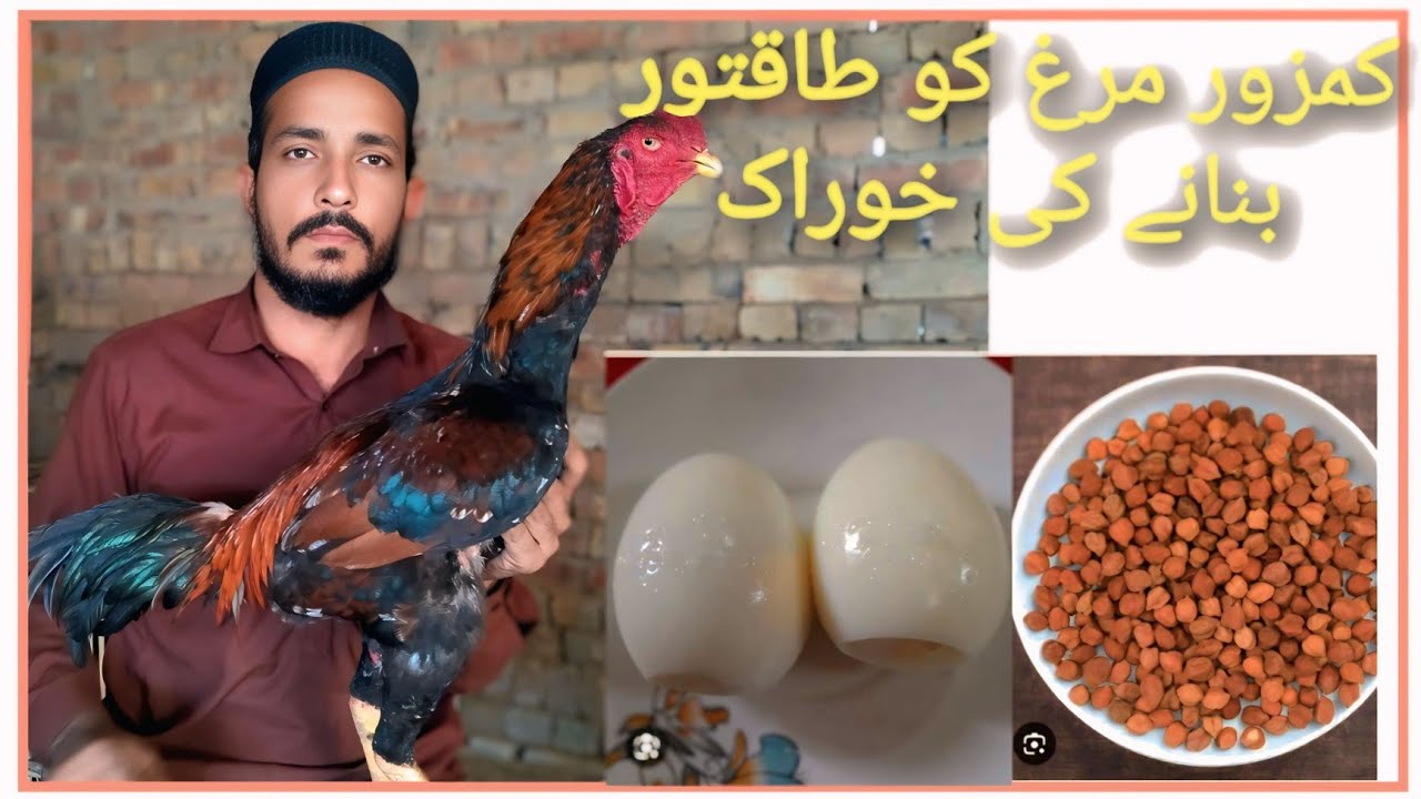 اسیل پٹھوں کی صحت، طاقت اور گروت بڑھانے کا دیسی نسخہ Aseel Pathon ko Strong Banane ka Desi Nuskha