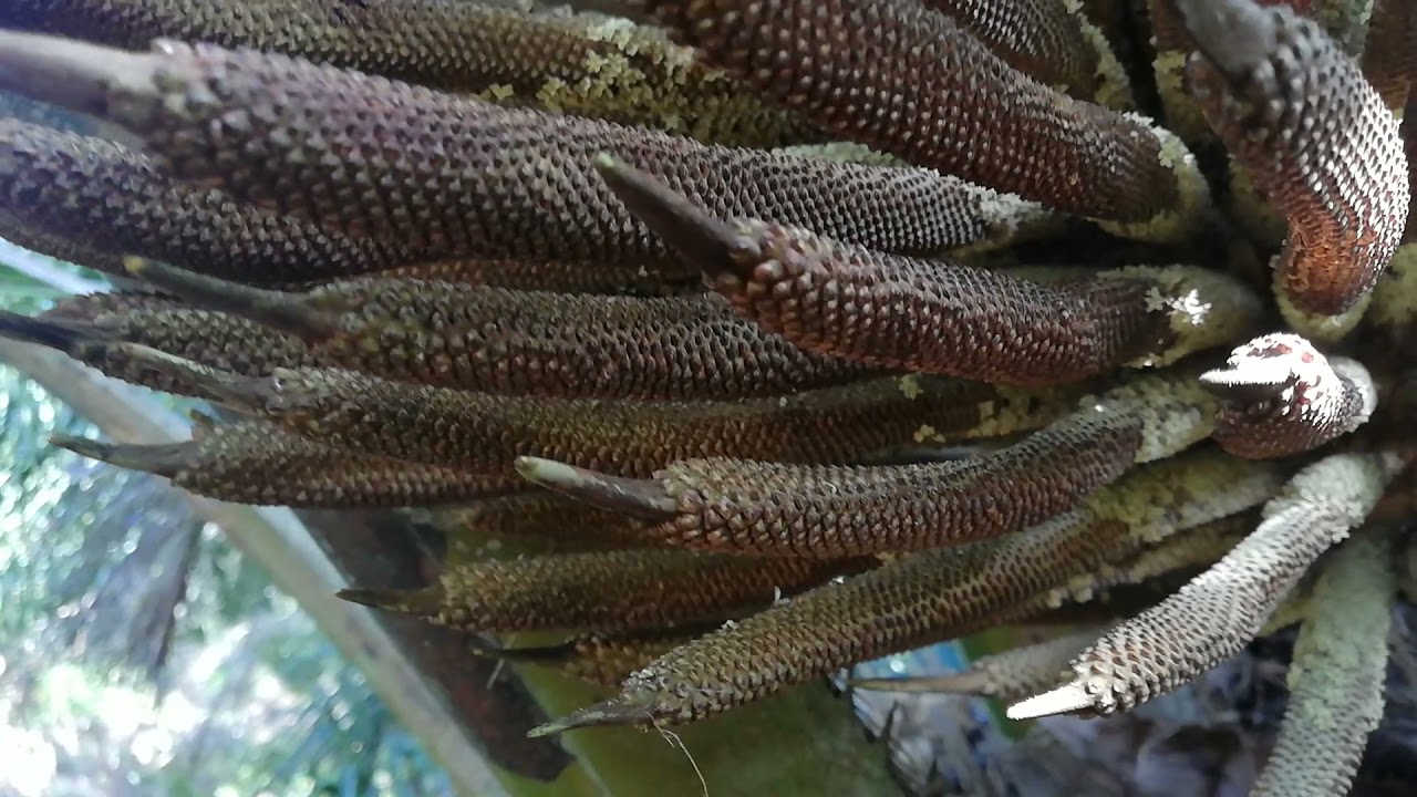 Kumbang pendebungaan sawit