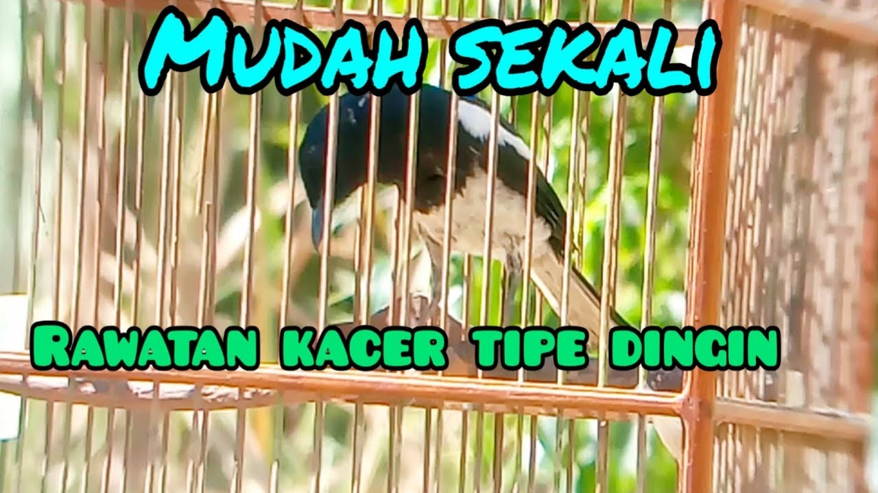 cara merawat burung kacer TIPE DINGIN