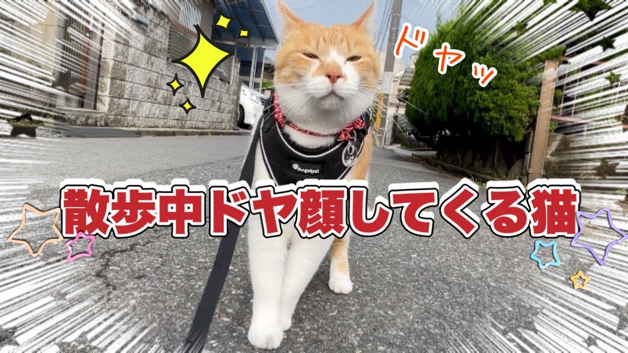 Кот красуется с гордым выражением лица во время прогулки