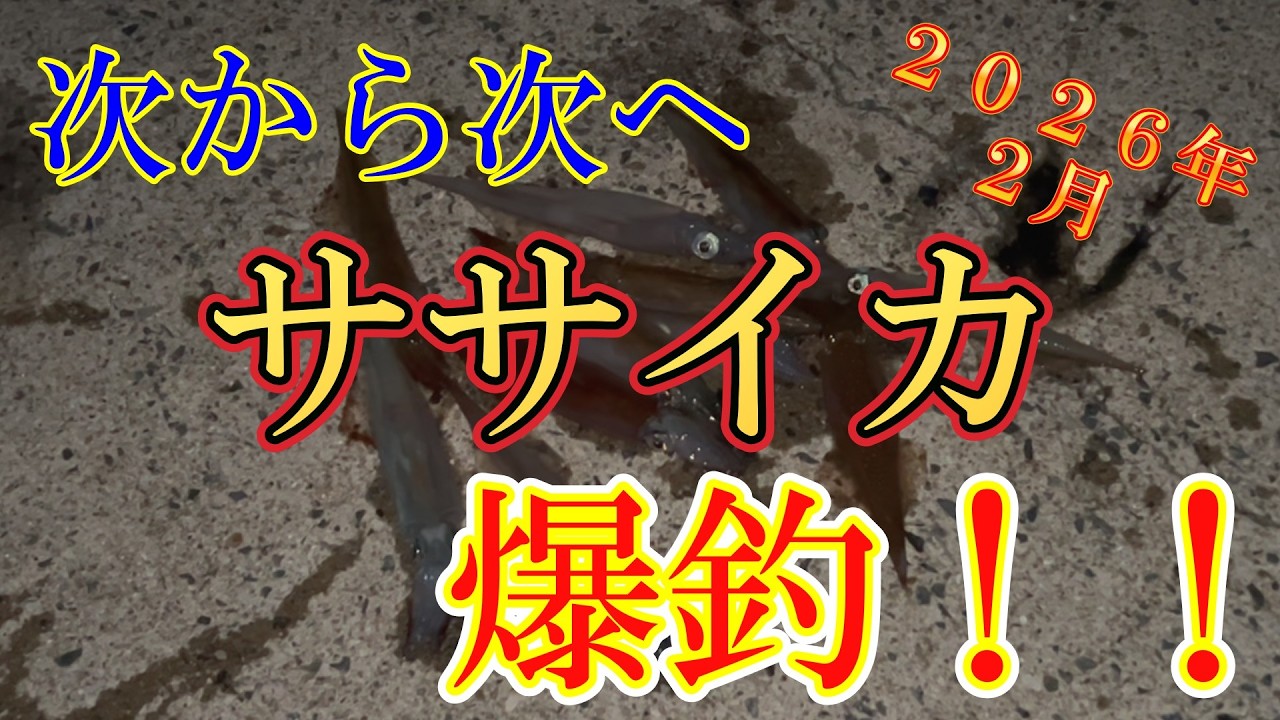 【ササイカ爆釣編】２０２６年今シーズン初の爆釣となりました～♪楽しすぎるｗ＃釣り＃fishing＃防波堤＃イカ釣り＃ササイカ釣り＃ヤリイカ＃ウキ釣り＃スッテ釣り＃テーラー釣り＃イカウキ釣り＃ササイカ