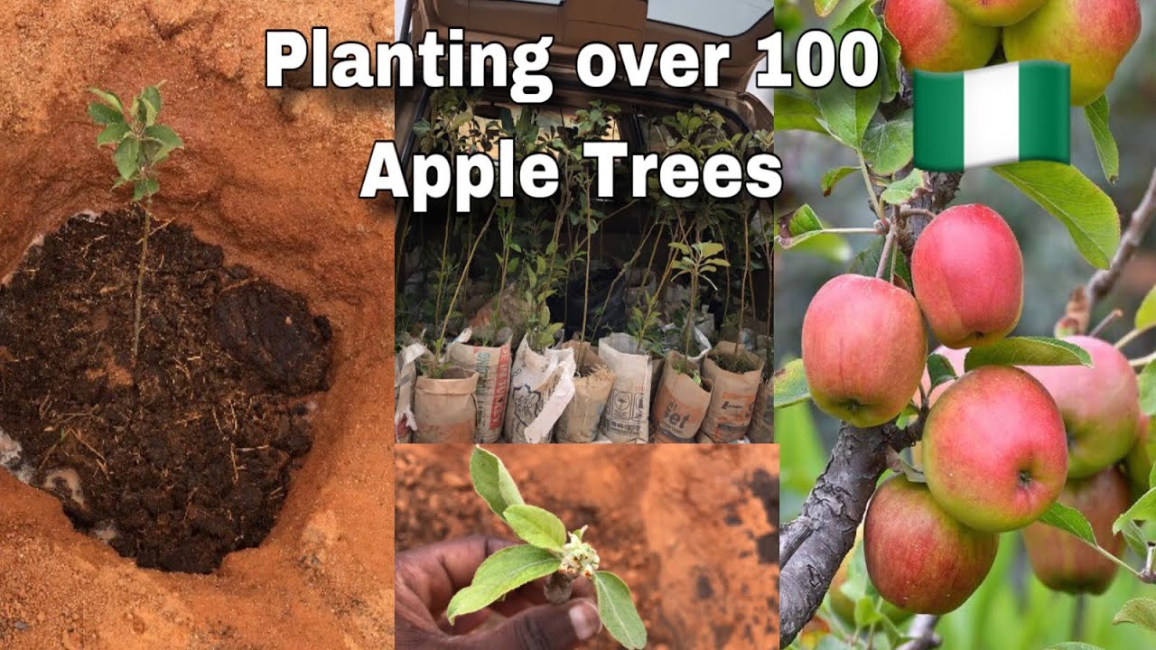 Planting over 100 Apple 🍏 Trees in Nigeria / Step by Step Process. #planting #farming #viral #africa