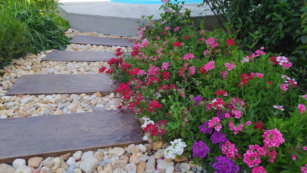 Canteiro de Verbenas Carregado de Flores