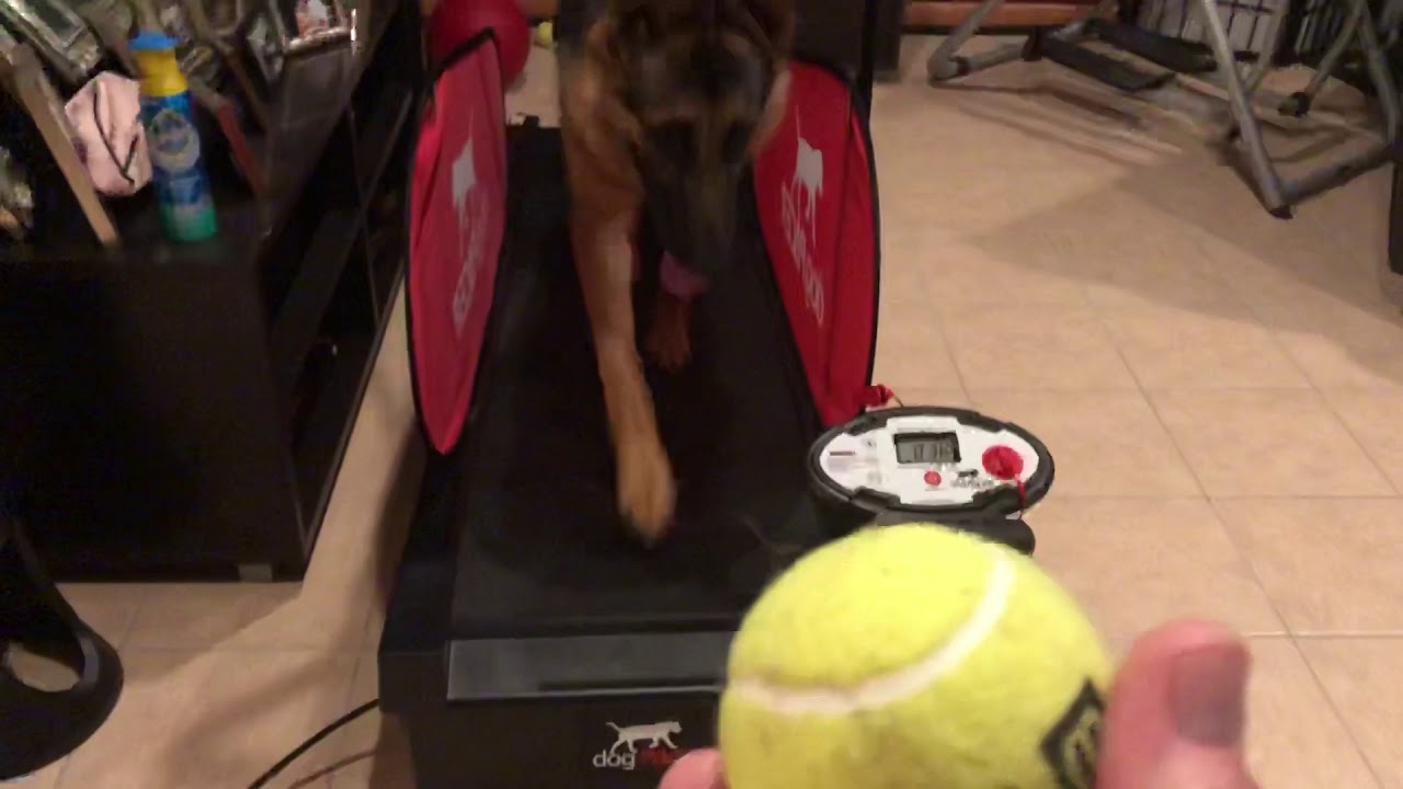 dogPacer German shepherd running on treadmill catching balls