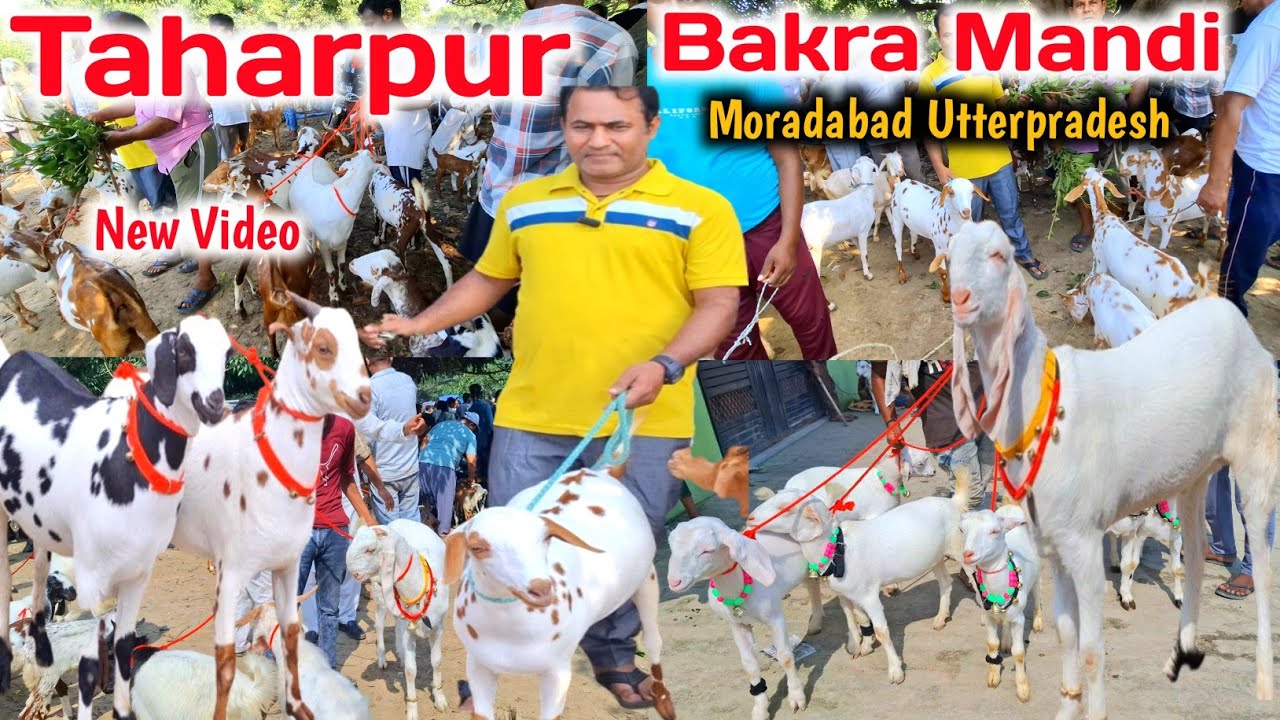 तहरपुर बकरा मंडी New Video 🎊💯 |Barbari Goats सस्ते दामों में |Taharpur Bakra Mandi Moradabad UP 