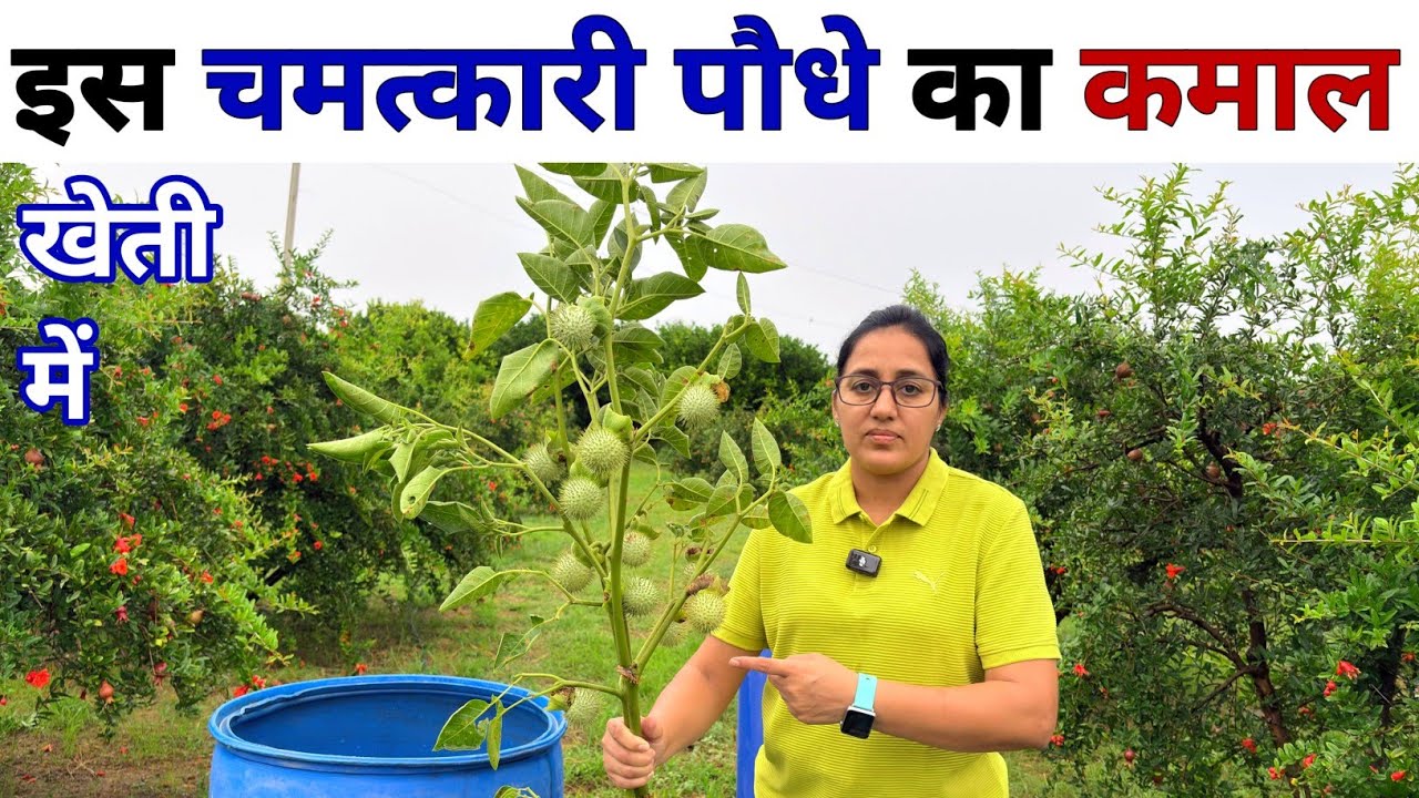 खेती मे चमत्कारी पौधे का कमाल | Natural farming | Organic highpower fertilizer | Organic insecticide
