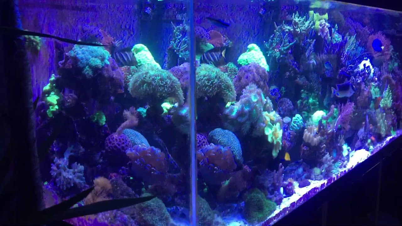 Meerwasseraquarium LPS, SPS, Weichkorallen