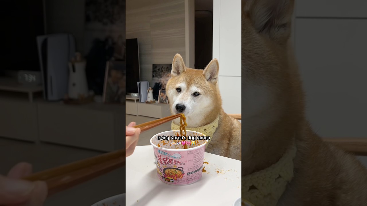 О, боже, в Корее есть собачий рамен🇰🇷😳