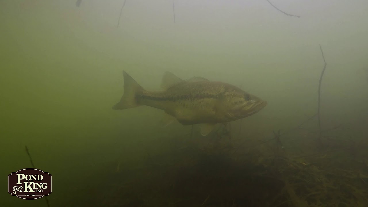 Fish Habitat Enhancement