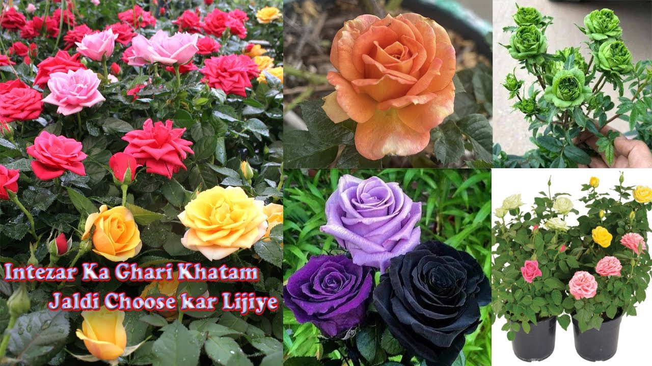 Intezar Khatam Hua! 🌹 Fresh Rose Plants Ab Green Bazar Par – Heavy Blooming & Beautiful Shade #rose