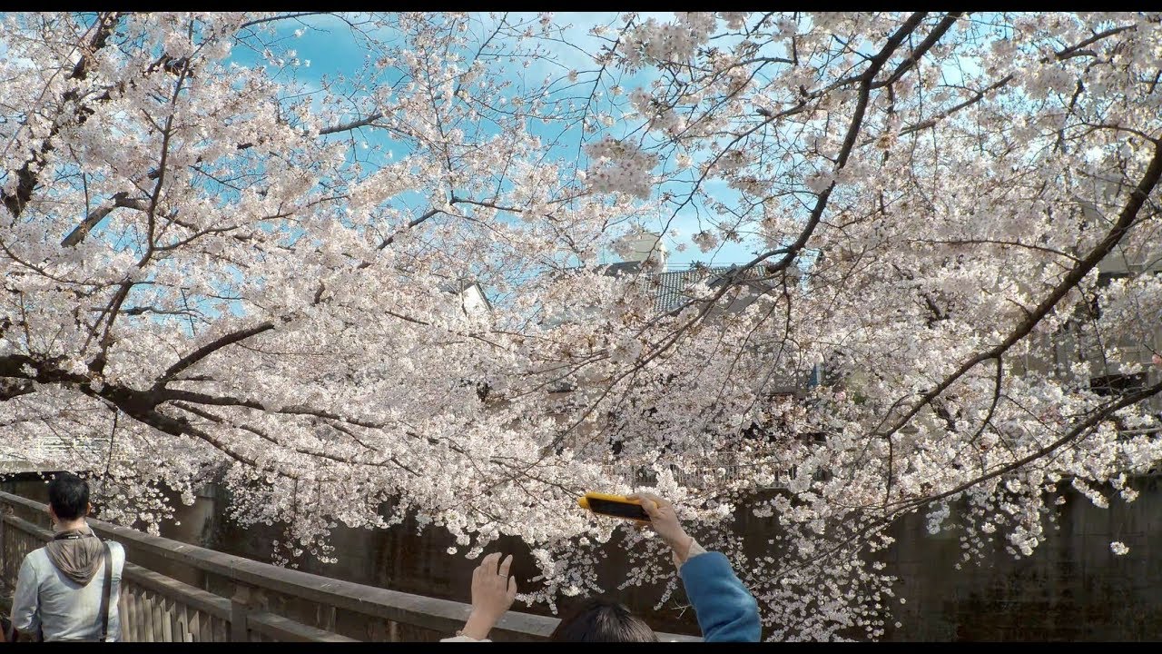 Cherry Blossom at Shakujii-River, Naka-Itabashi, Nakajuk in Tokyo