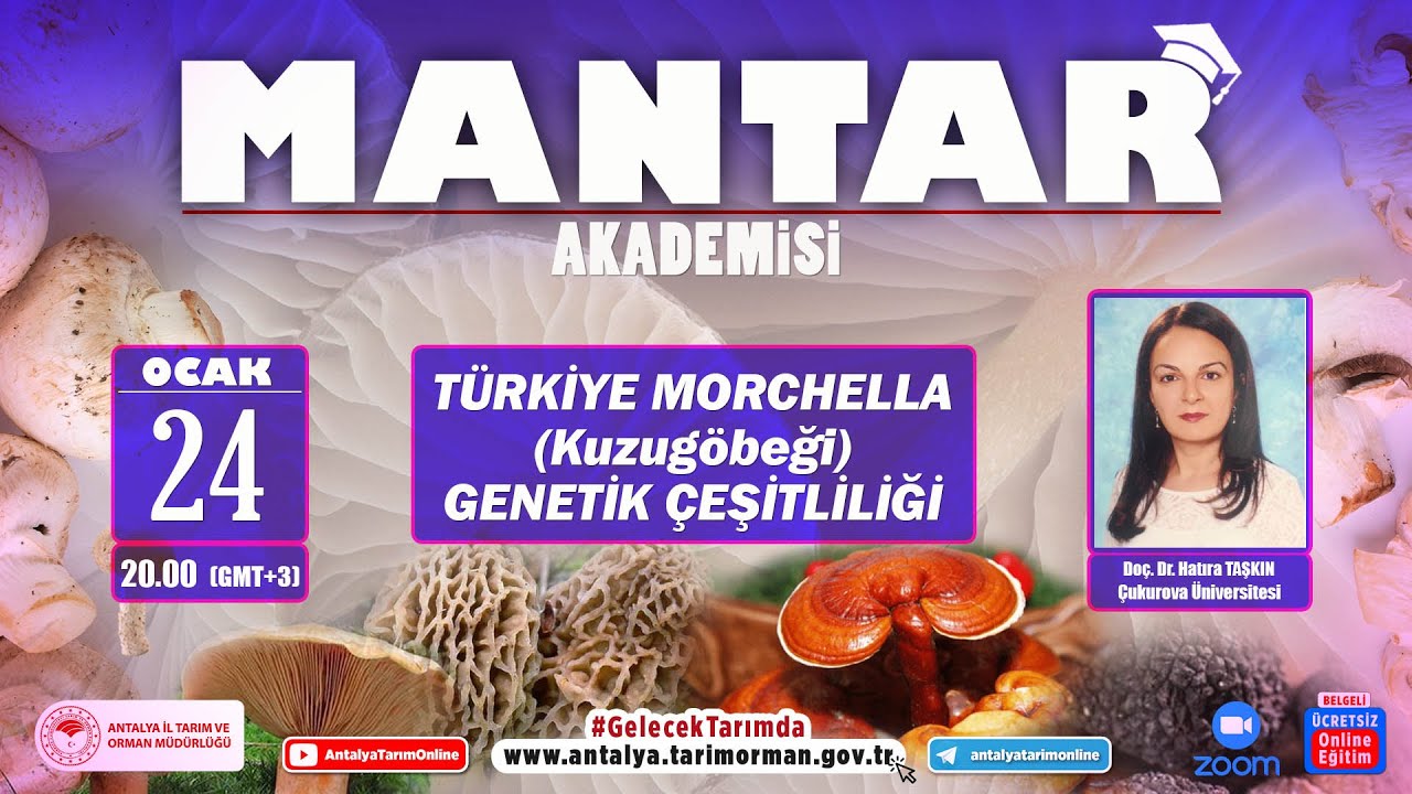 Mantar Akademisi 17 Türkiye Morchella Genetik Çeşitliliği  Kuzu Göbeği Mantarı  Doç Dr Hatıra Taşkın