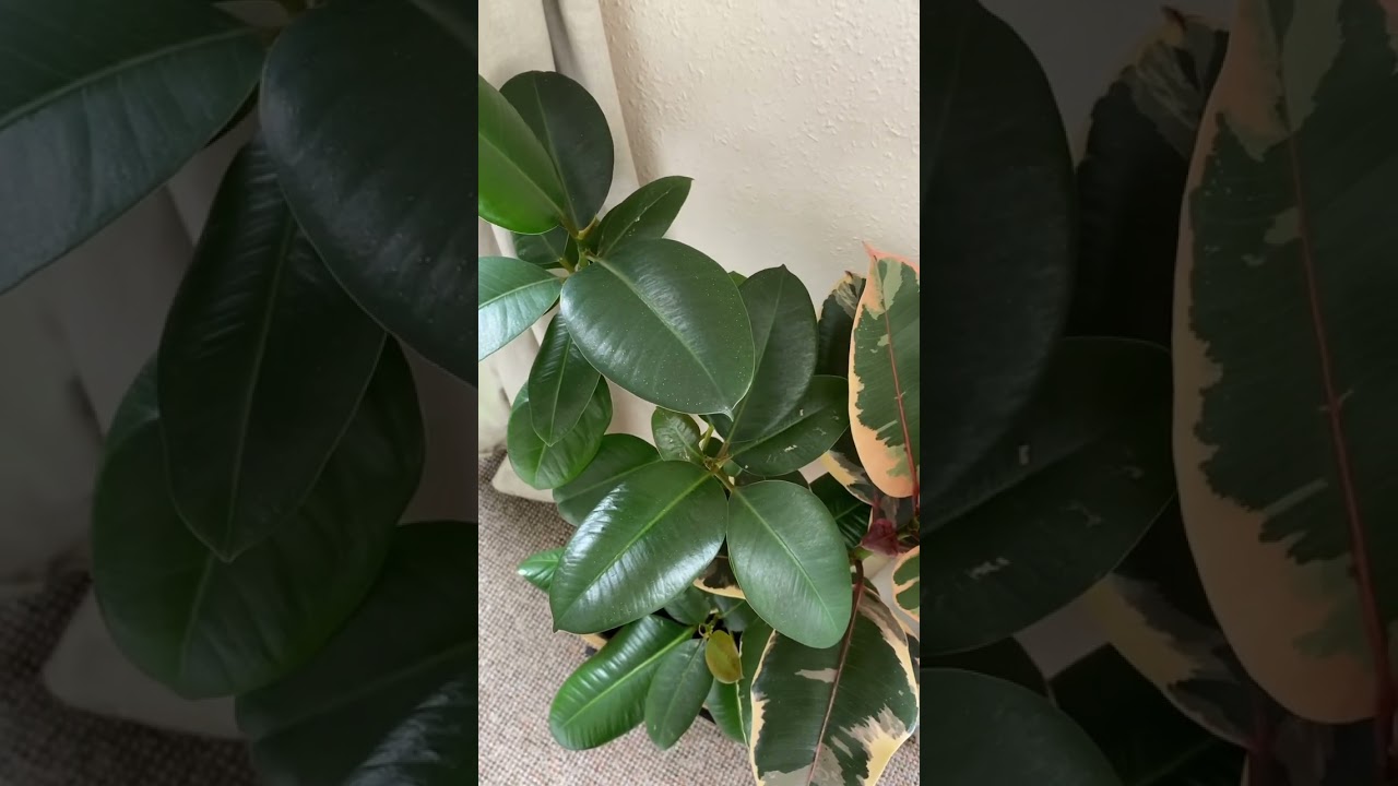 Ficus elastica rubber plant #indoorplant #houseplants #indoorjungle #plantlover