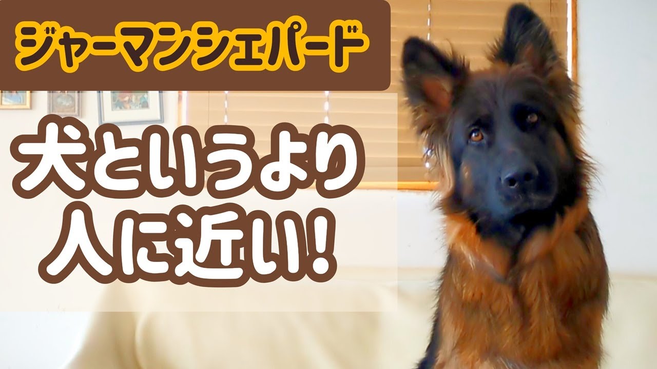 【ジャーマンシェパード】愛犬の魅力と面白い行動について話してます！