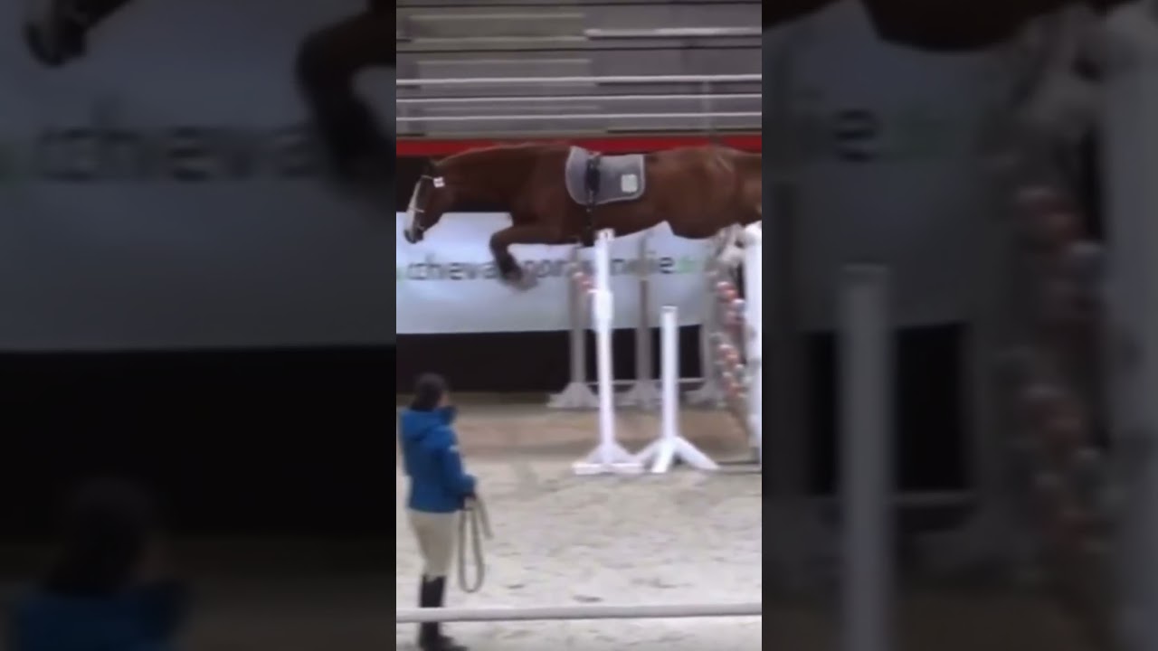#horse #horseedit #capcut #loosejumping #horsejump #edits #slowmo #fyp #viral