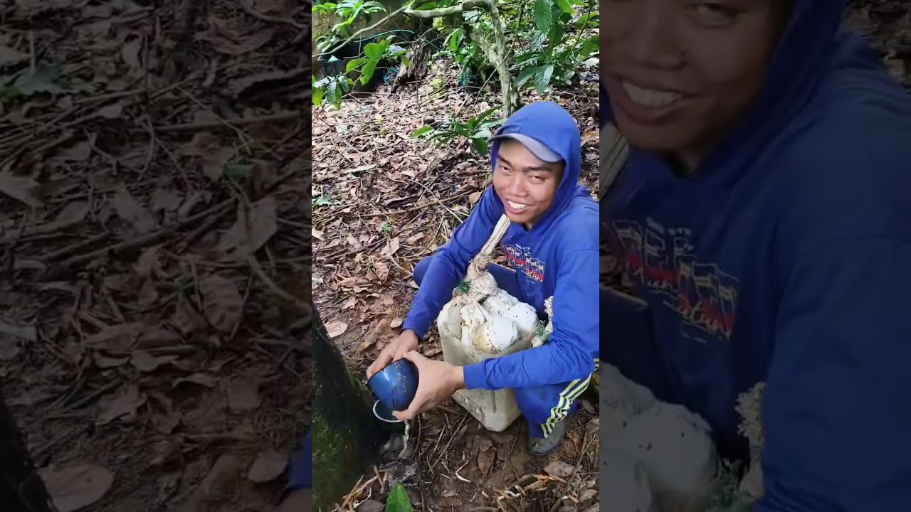 Masya Allah Alhamdulillah panen getah karet pertama di bulan puasa 🤲☺️