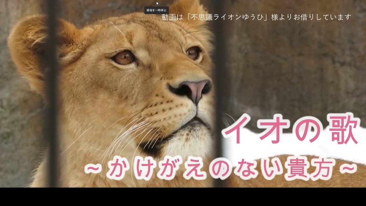 【祝・イオ5歳！】#14イオの歌～かけがえのない貴方～ Ver.0（旭山動物園あさひやま動物園ライオンオリトファミリー）