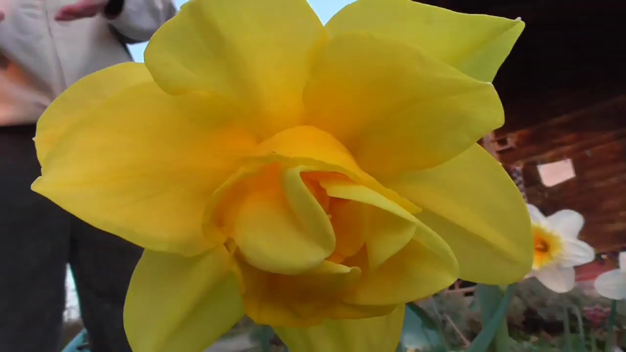 Fiori ad inizio primavera