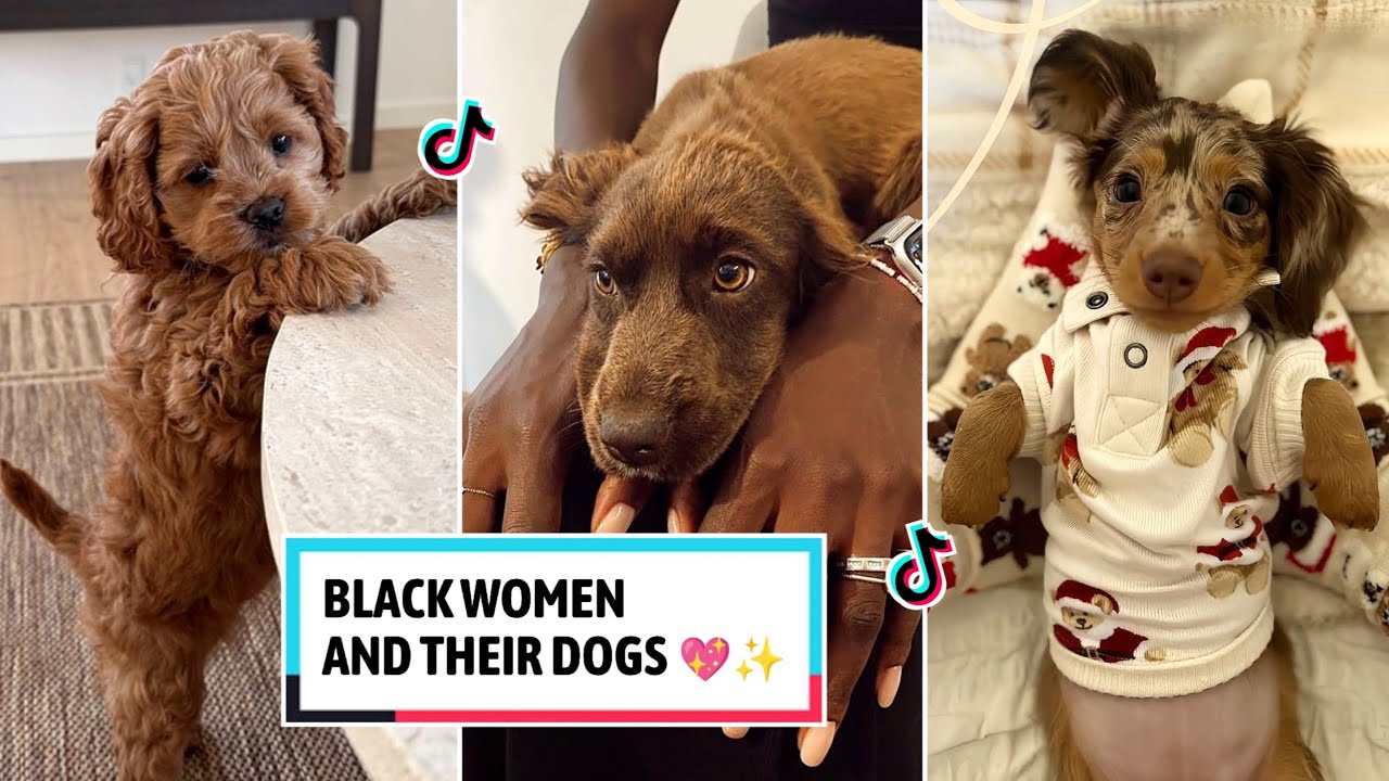Black Women & Their Dogs | Funny TikTok Compilation 2026 #dog #dogmom #dogs