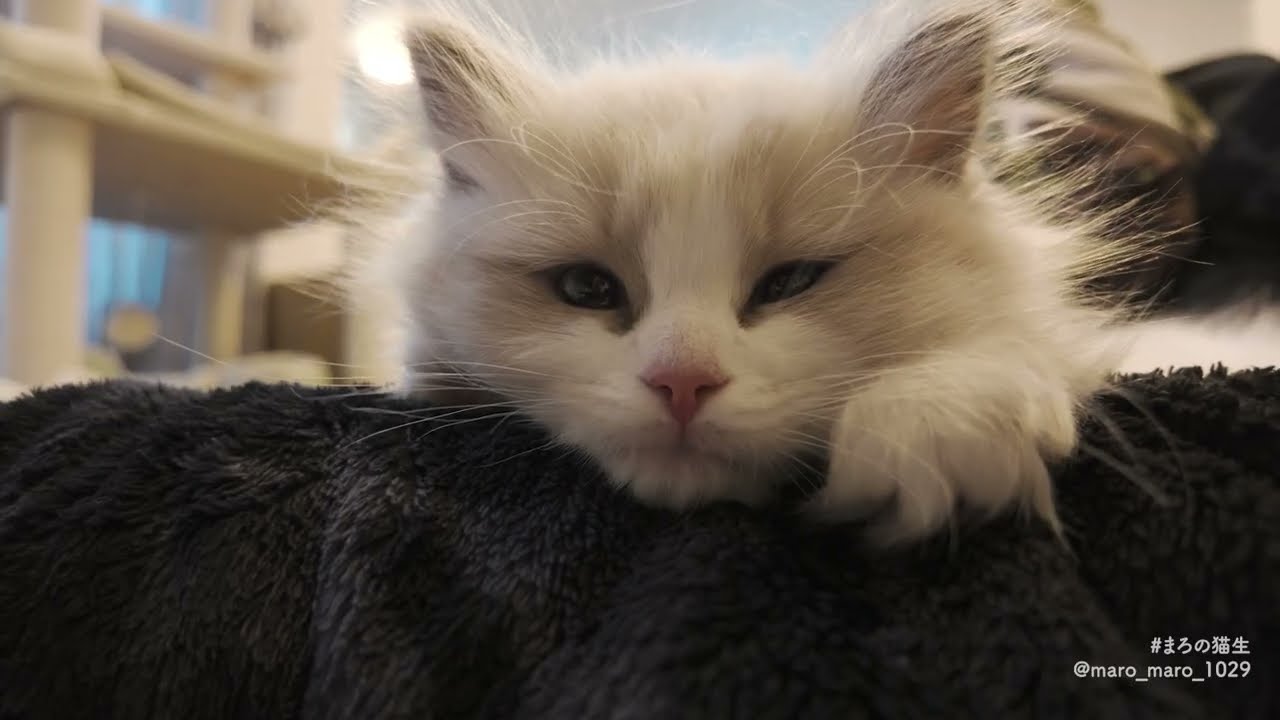 可愛い子猫がやってきた！！【まろの猫生#1】