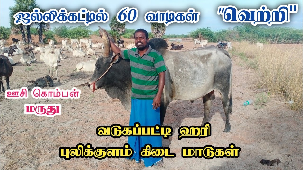 💥😔😱 பழைய காளைய போலீஸ் வாங்கிடாங்க! | ஆனா 