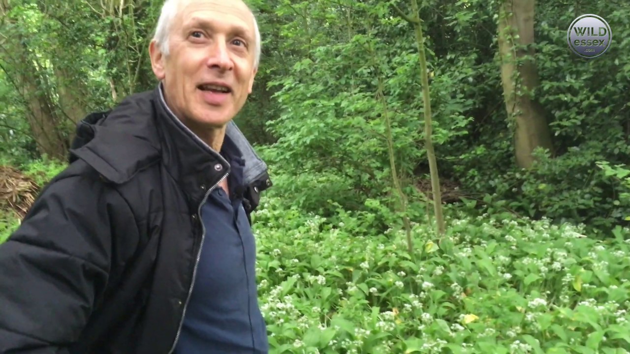 BUSHCRAFT, FORAGE, WILD GARLIC, RAMSONS, HEDGE GARLIC, BRENTWOOD, ESSEX