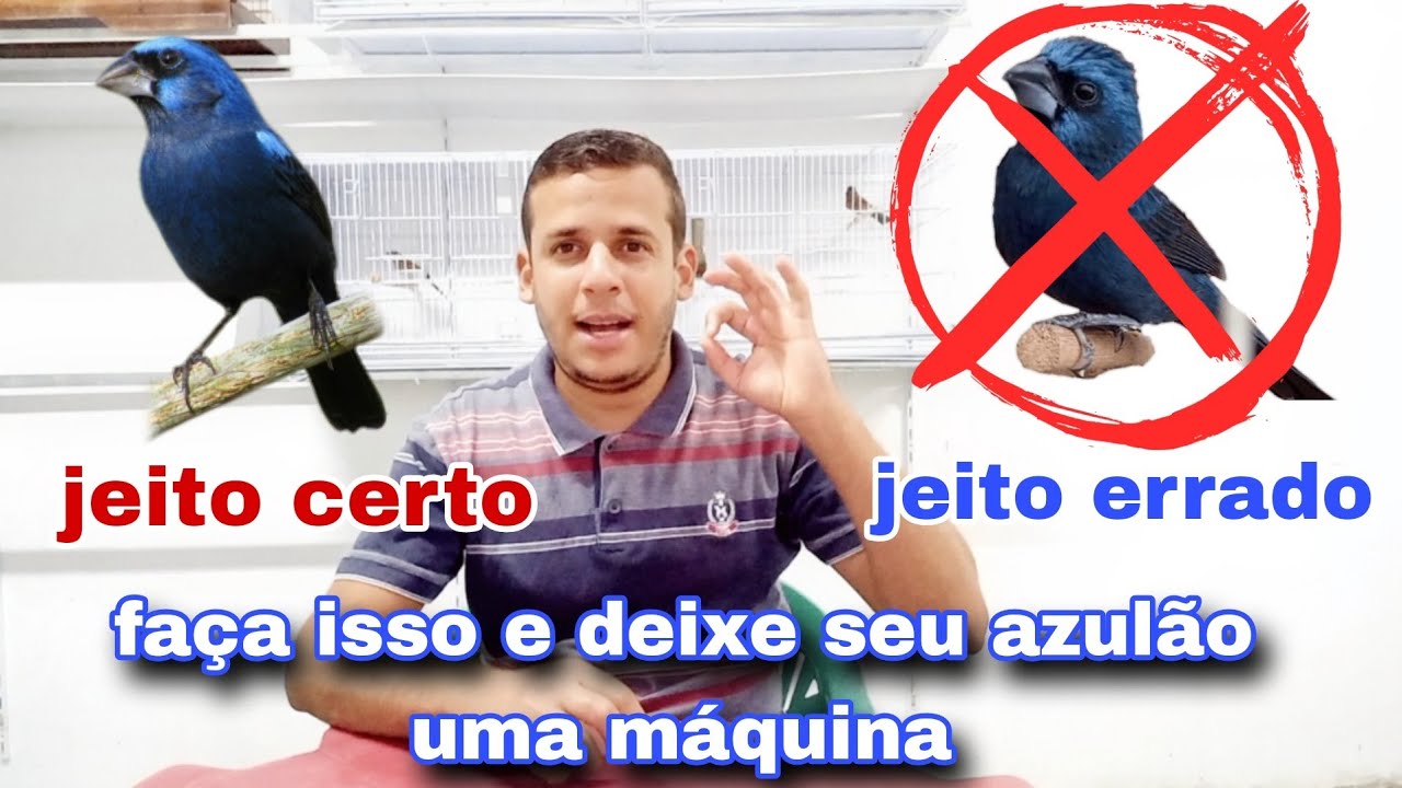 Melhor manejo para azul&atilde;o com f&ecirc;mea ficar uma m&aacute;quina. &Eacute; assim que se faz