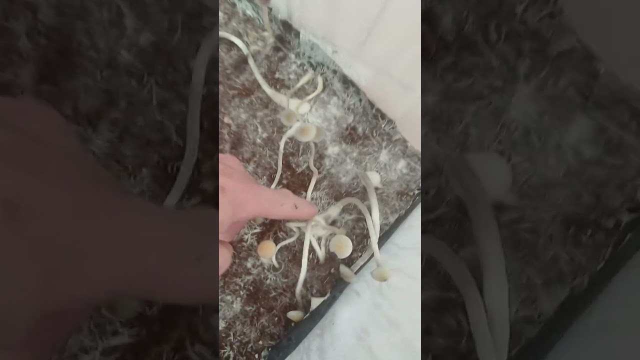 My First Full monotub flush 🍄