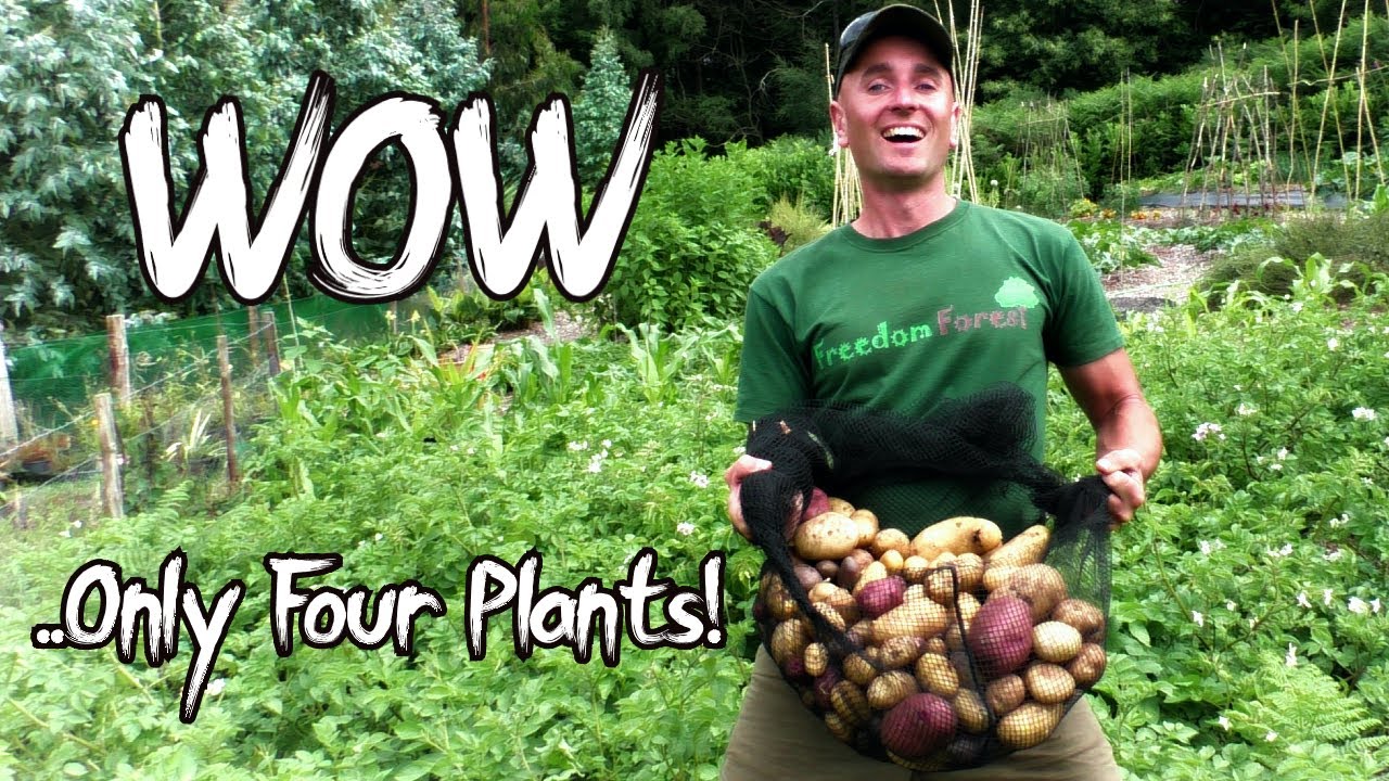 WHY Are You Growing Potatoes As Annuals? 4 Tips To Grow Perennial Potatoes For Massive Harvests