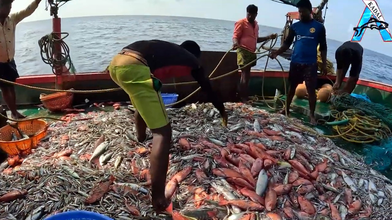Massive Red Snapper Catch | Boat Full of Fish! | Incredible Deep Sea Harvest – Tons of Red Snapper
