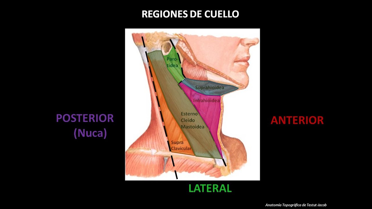CUELLO (PARTE 1)