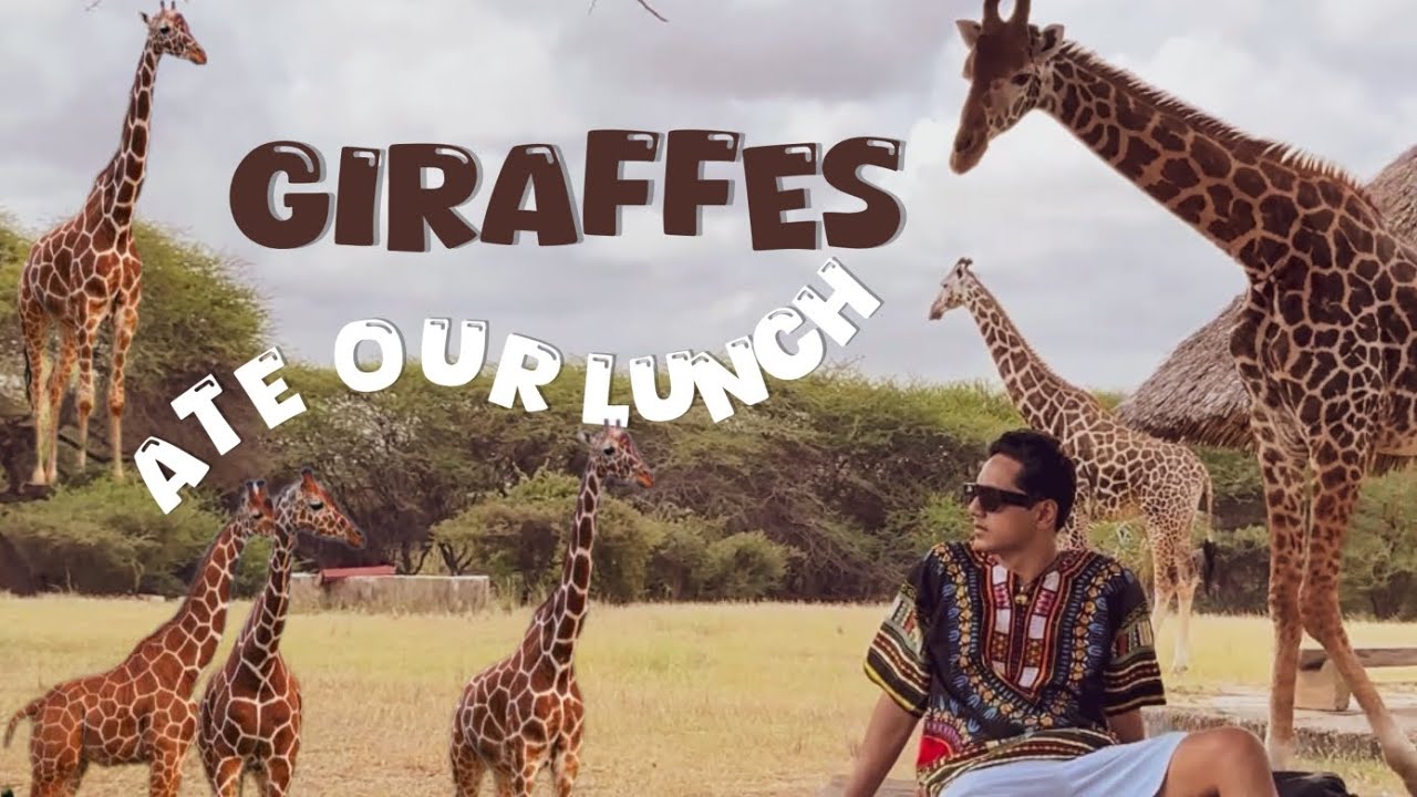 Why Nguuni Animal Park #mombasa is Better than Giraffe Centre #nairobi/ #giraffefeeding #wildlife