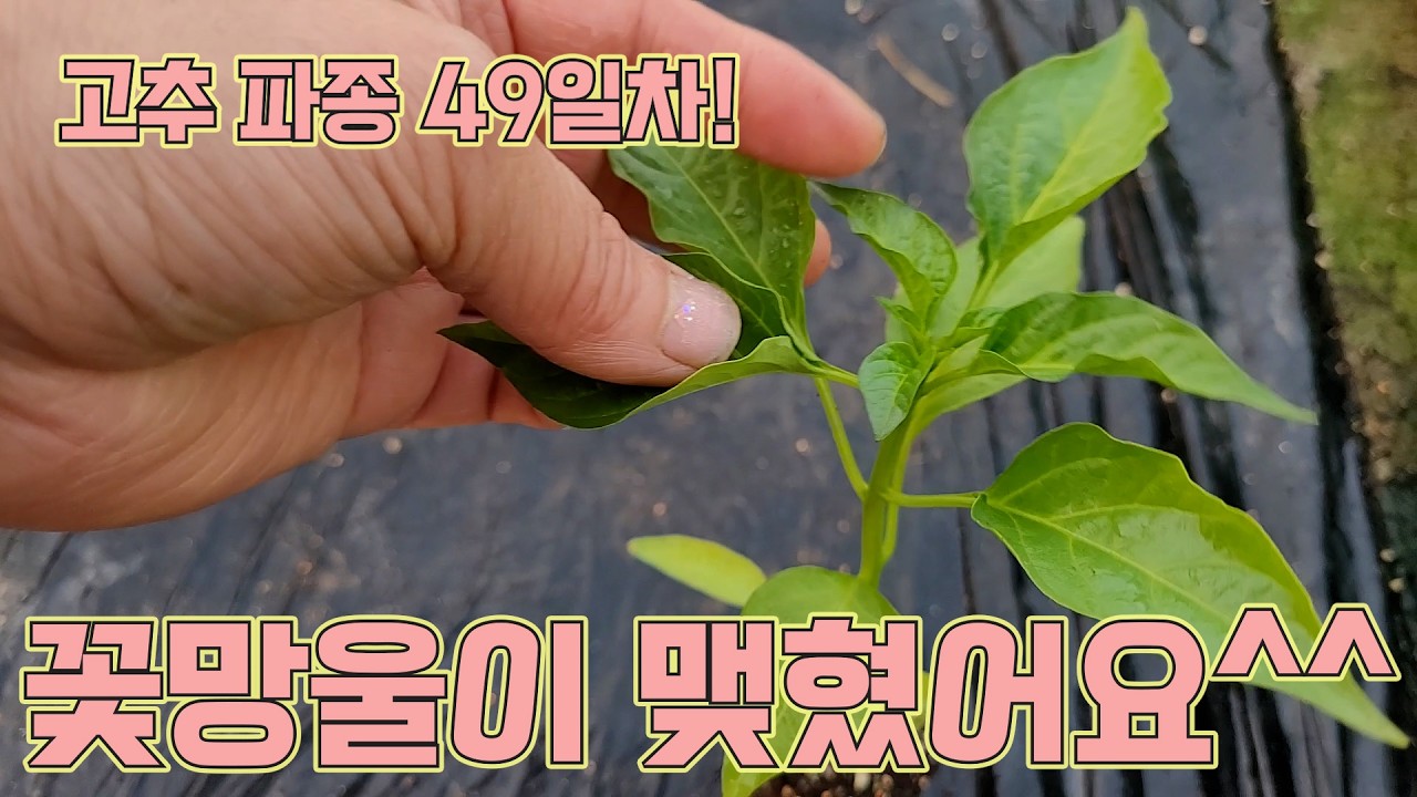 1나무에 1근 따는 고추모종에 꽃망울이 맺혔어요!! 고추농사 잘 짓는 법!!