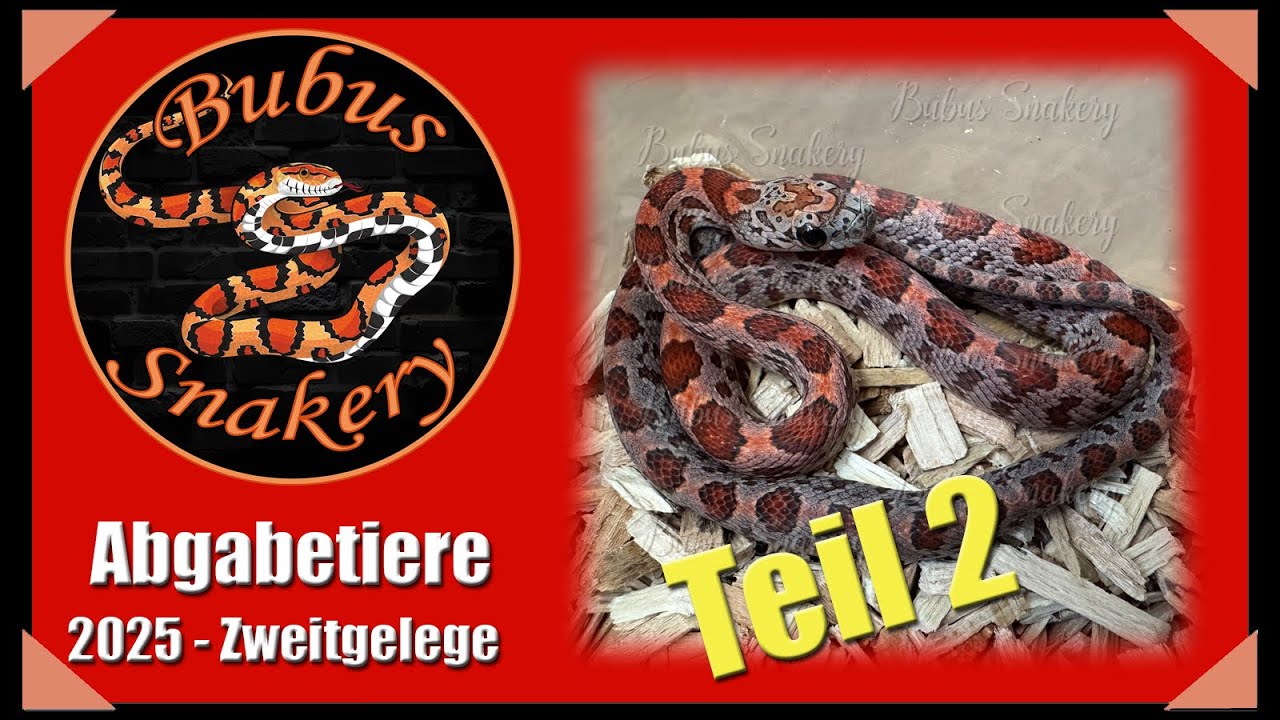 Abgabetiere 2025 - Teil 2 (Kornnattern Zweitgelege)