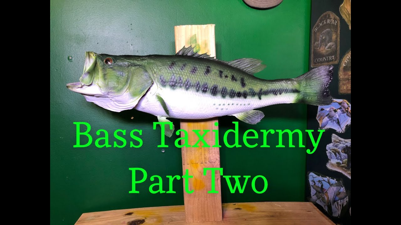 Fish Taxidermy Part TWO Painting Largemouth bass