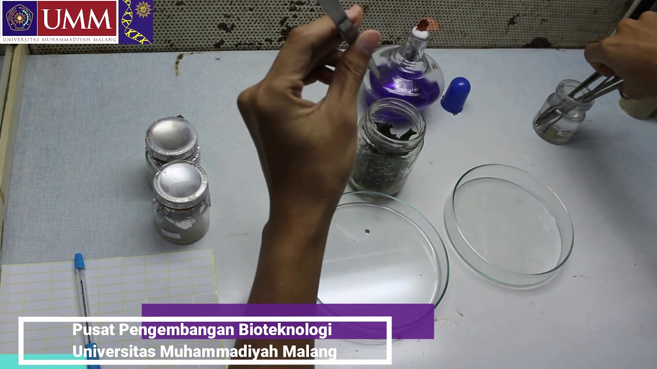 Teknik Kultur Jaringan Daun-Laboratorium Bioteknologi UMM