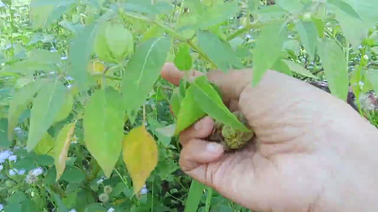 BUAH CIPLUKAN