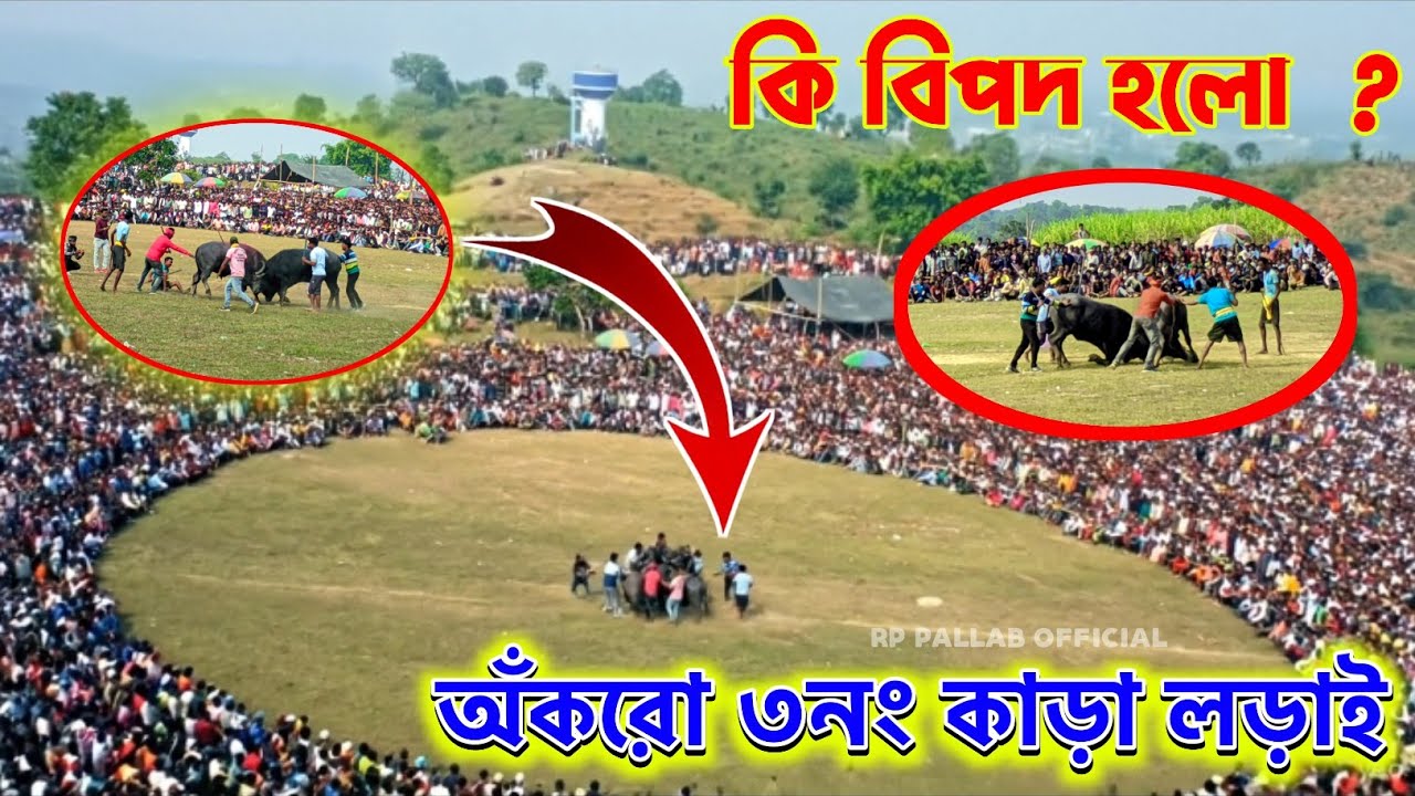 আঁকরো কাড়া লড়াই ।। 