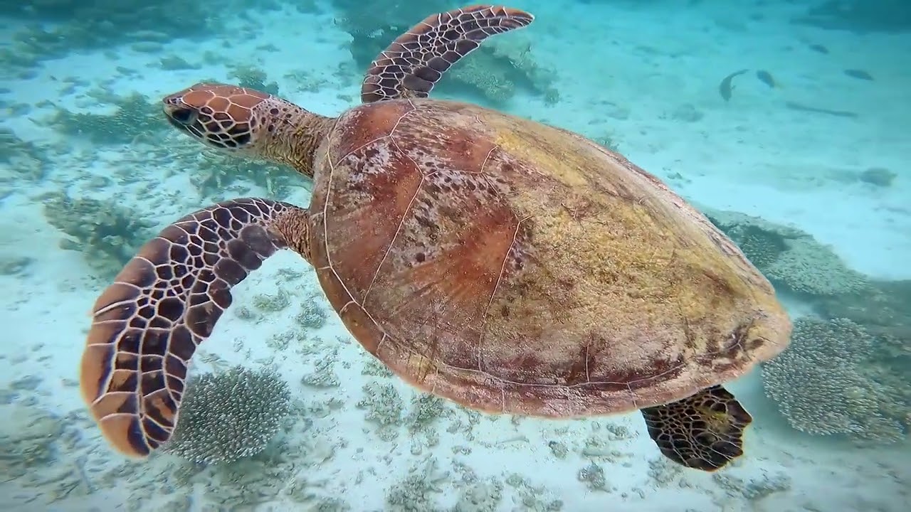 Exploring the Ningaloo Reef