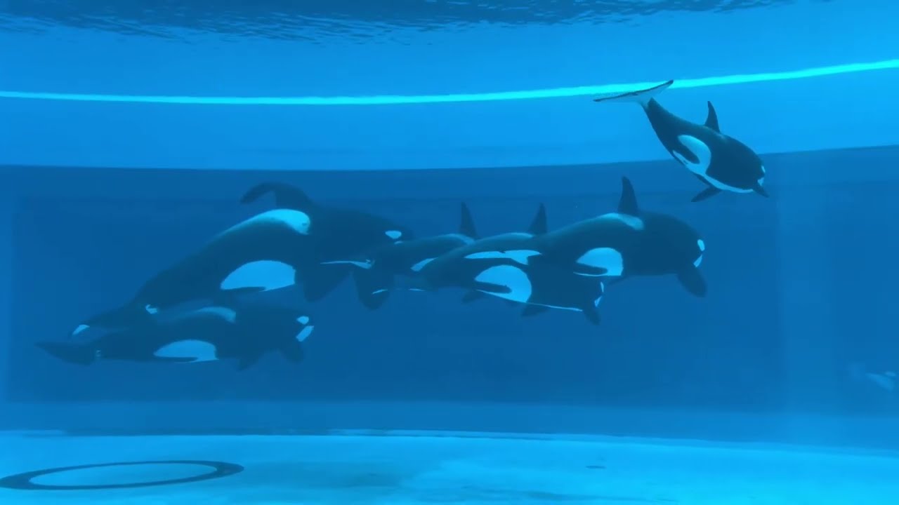 Chimelong Spaceship Killer Whale Douyin Compilation