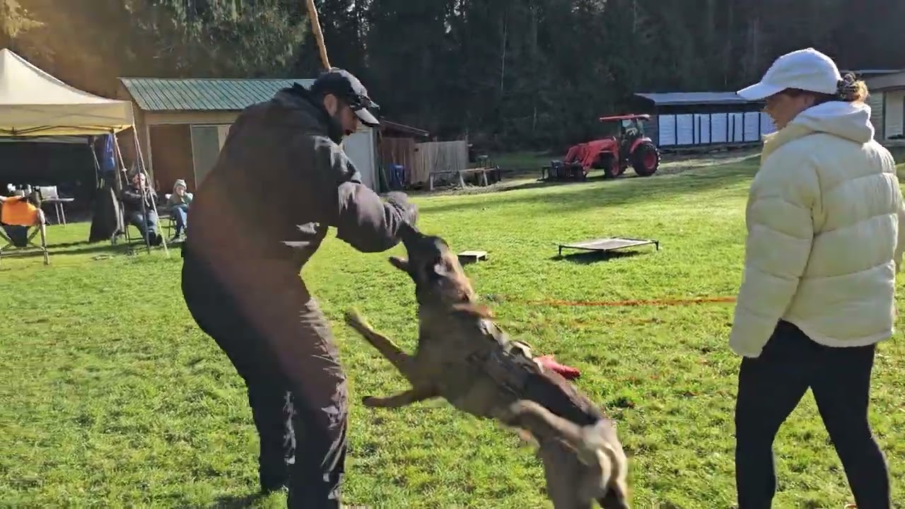 Can Your Malinois Do This?