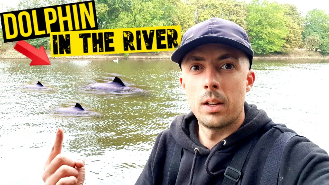 DOLPHINS TURNED UP IN YORK