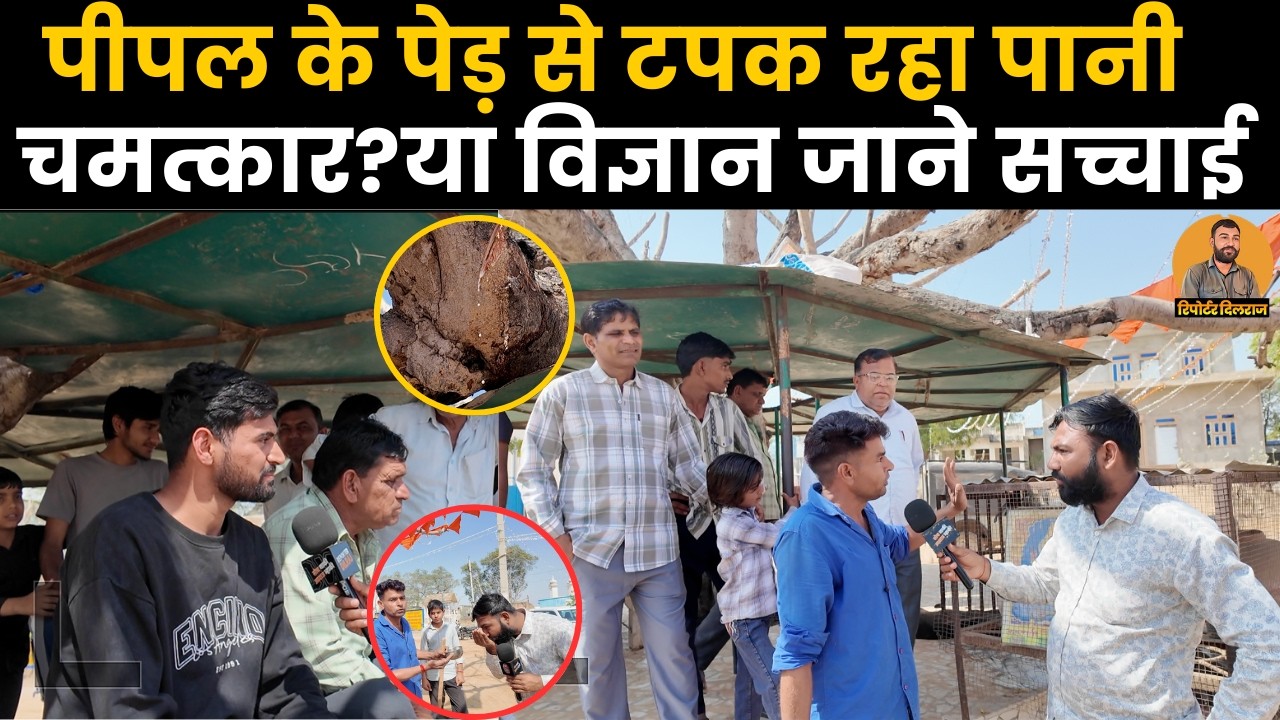 Sikar के ढांढण गाँव में पीपल के पेड़ से लगातार टपक रहा पानी, वीडियो में जाने सच्चाई ~